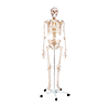 01 Skeletal System 1