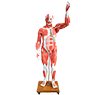 02 Muscular System