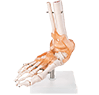 03 Articular System