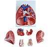 05 Respiratory System