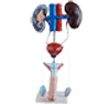 07 Urogenital System