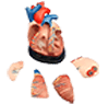 09 Cardiovascular System