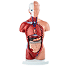 10 Torso Models
