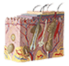 11 ntegumentary System