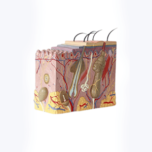 SKIN BLOCK MODEL – Kal Sim-Ed